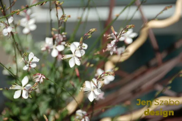 Top-rated yard cleanup service for residential properties across Redmond, WA - Jen Szabo Design