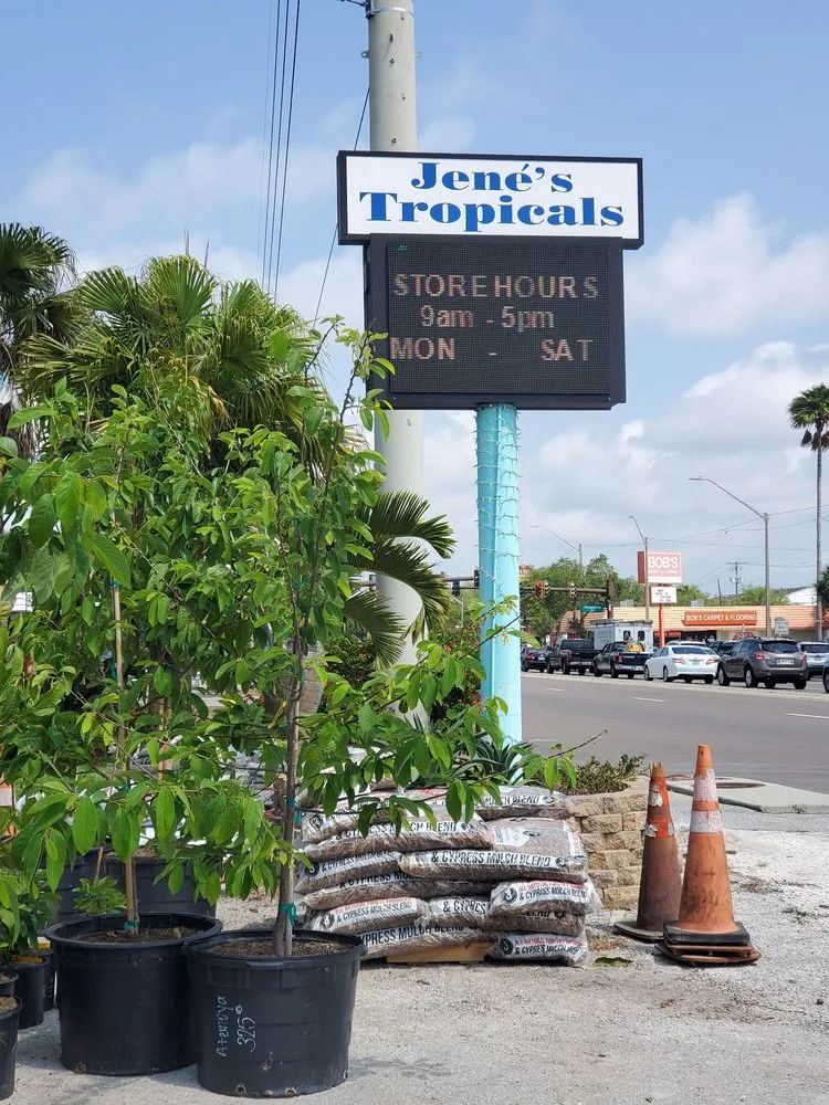 Affordable yard maintenance near you in St Petersburg, FL by Jene's Tropicals