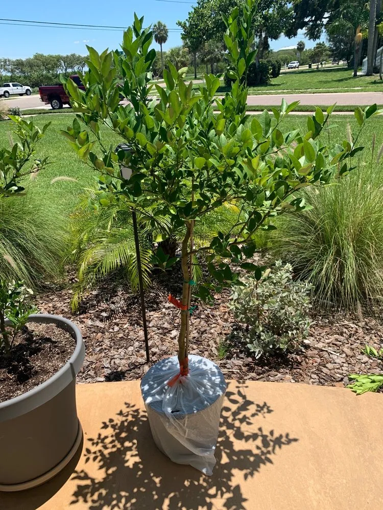 Expert yard cleanup service in St Petersburg, FL by Jene's Tropicals