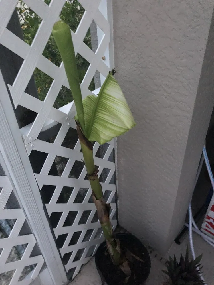 Expert residential landscaping experts serving St Petersburg, FL - Jene's Tropicals
