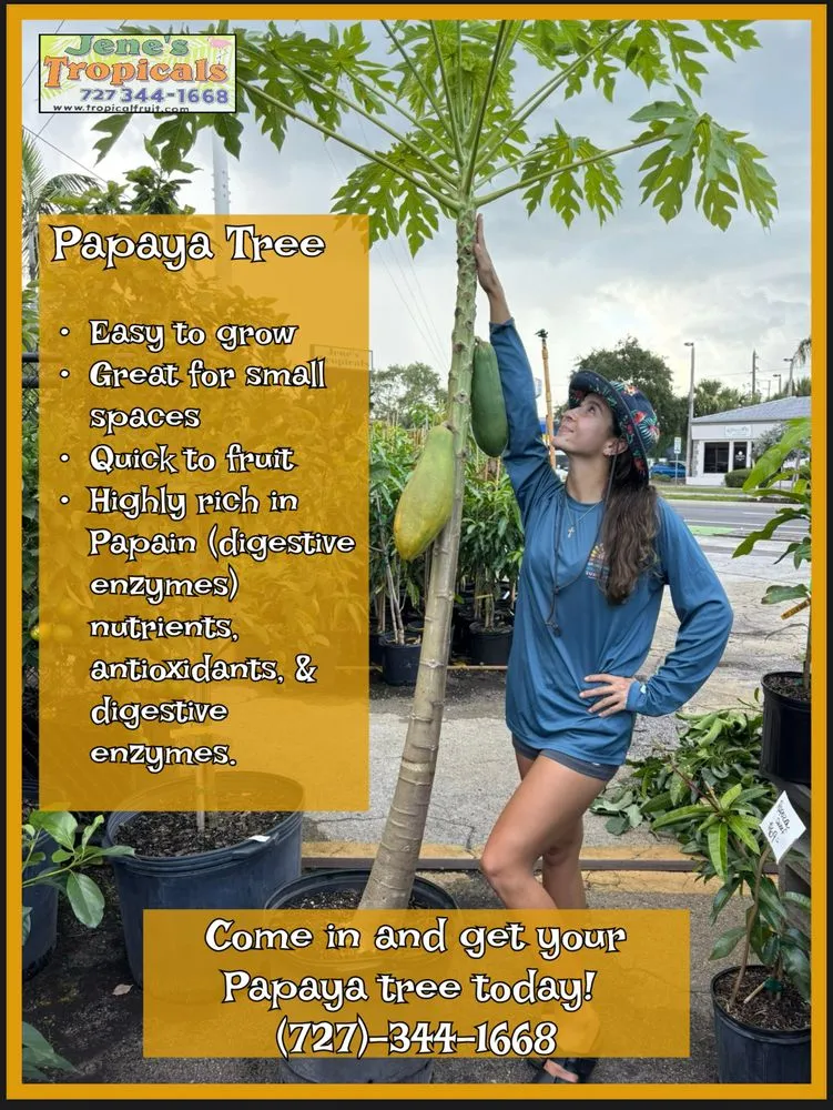 Professional landscape installation experts serving St Petersburg, FL - Jene's Tropicals