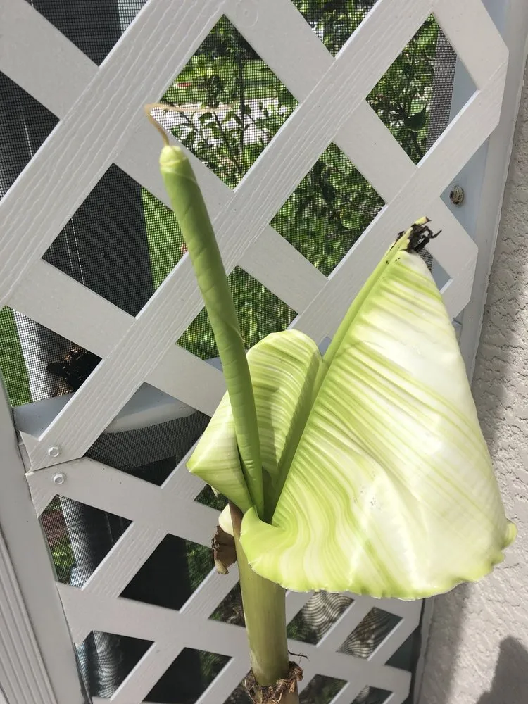 Reliable landscaping services for beautiful yards in St Petersburg, FL by Jene's Tropicals