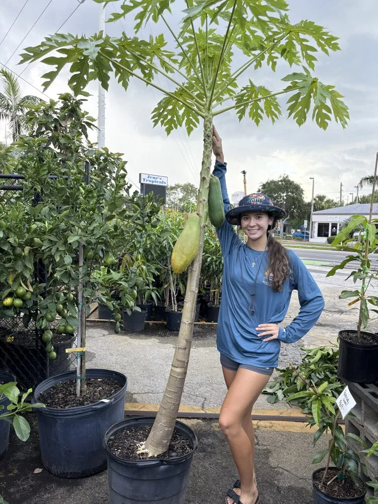 Reliable outdoor landscaping in St Petersburg, FL - Jene's Tropicals