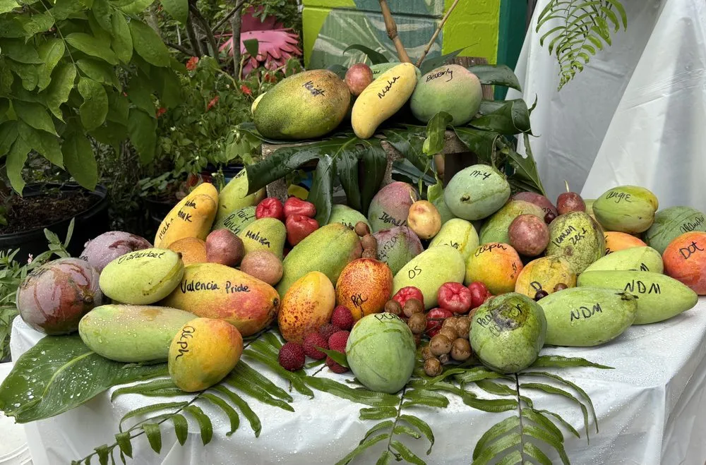 Top-rated landscape design experts serving St Petersburg, FL - Jene's Tropicals