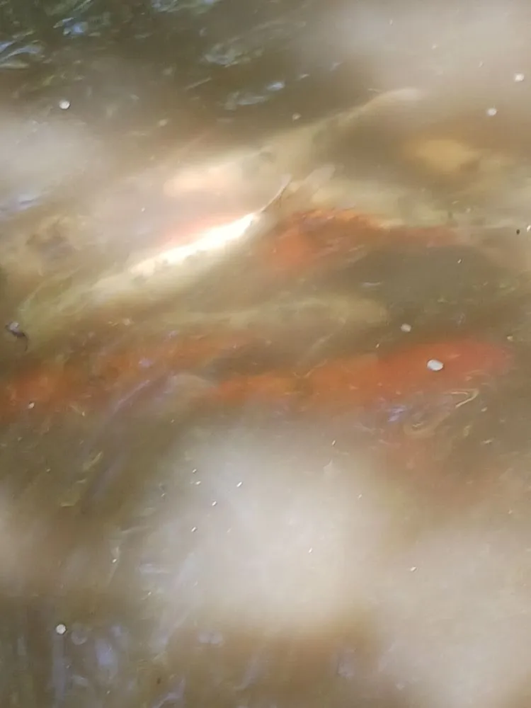 Professional landscaping services for outdoor upgrades across Indianapolis, IN - Jenjen Cleaning and Lawn Care Services