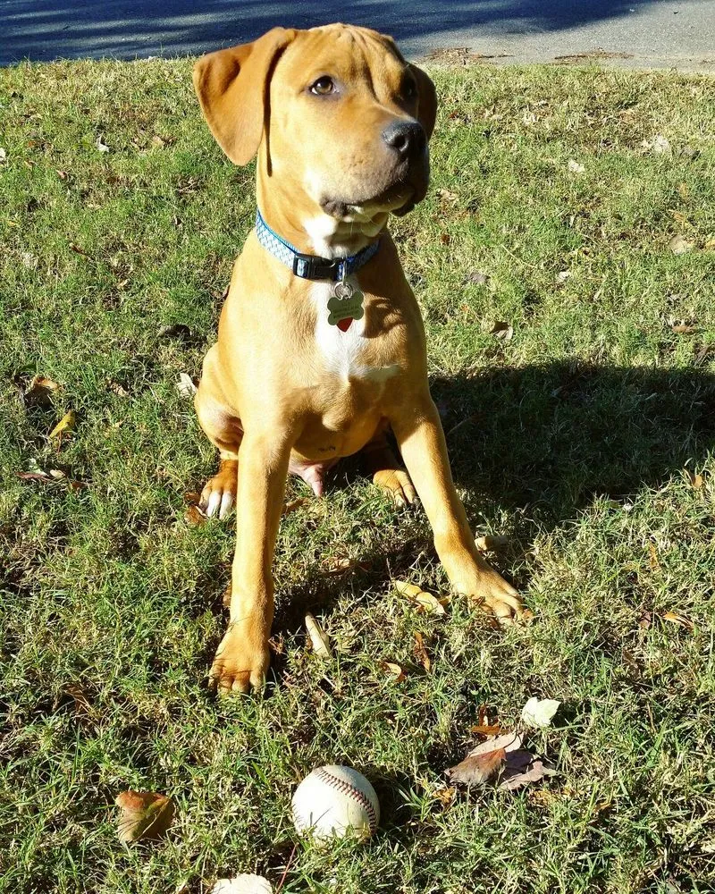 Custom landscape installation for beautiful yards in Richmond, VA by Jenkins & Holt Lawn Care and More