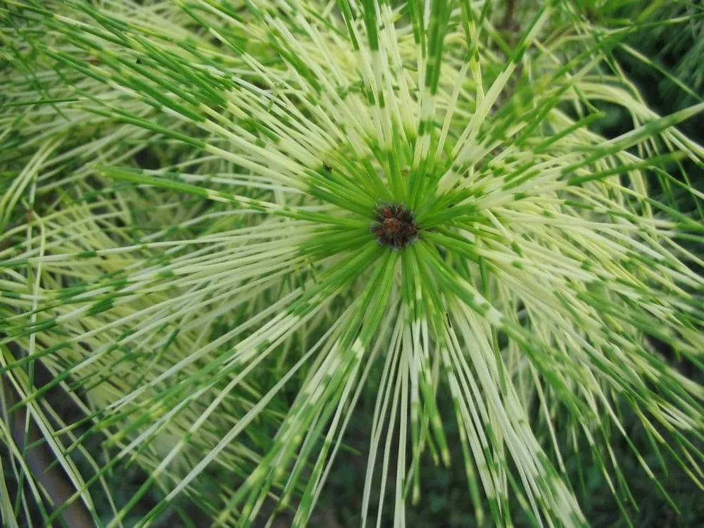 Local lawn mowing service experts serving Pine Village, IN - Jenkins Country Gardens