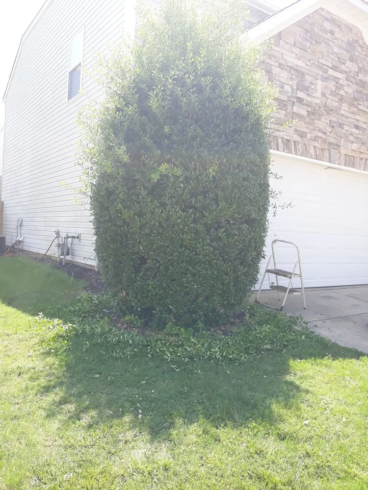 Top-rated lawn care service in Spartanburg, SC by Jenkins Lawn & Haul