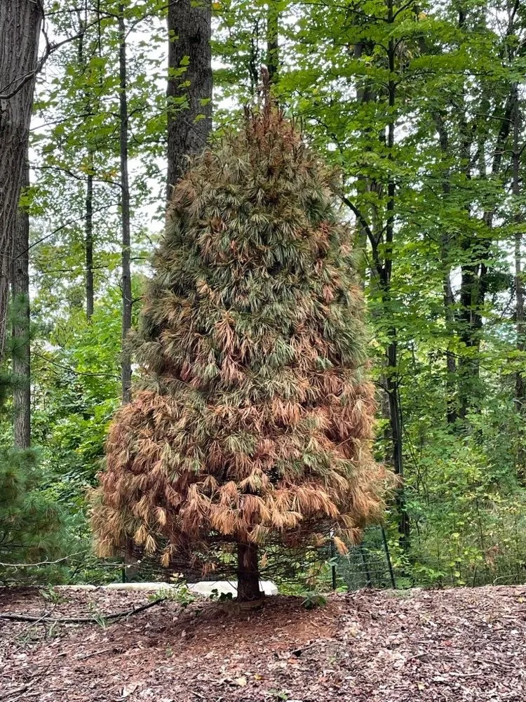 Local yard cleanup service for outdoor upgrades across Medina, OH - Jenkins Maintenance