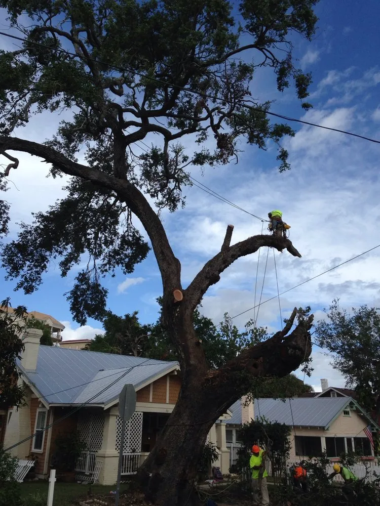 Professional landscaping services near you in Palm Bay, FL by Jenkins Tree Service