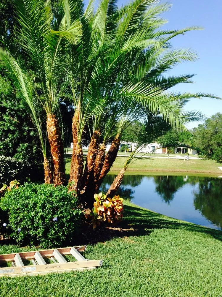 Affordable landscaping services in Palm Bay, FL - Jenkins Tree Service