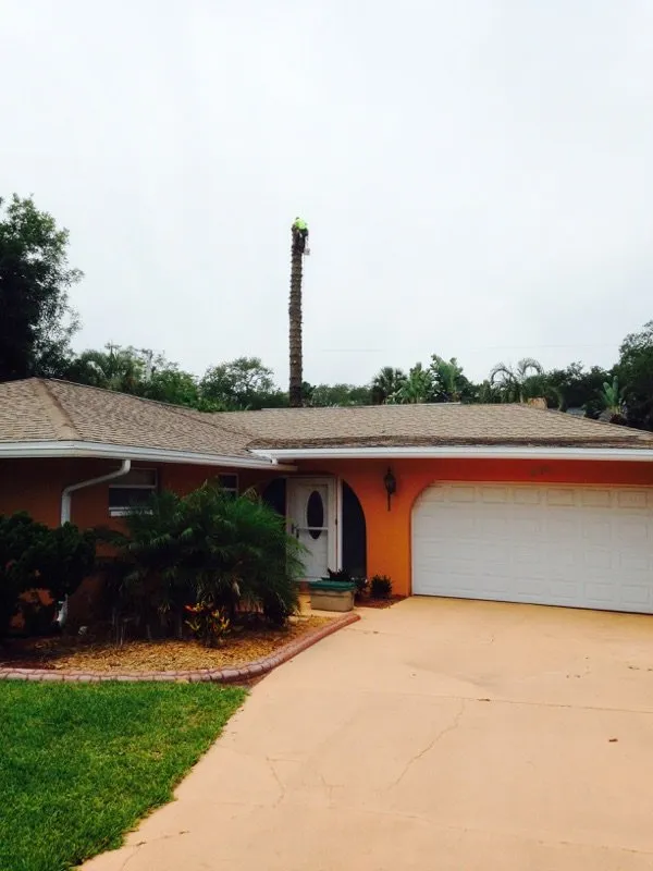 Professional yard cleanup service experts serving Palm Bay, FL - Jenkins Tree Service