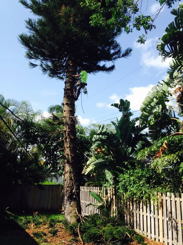 Trusted outdoor landscaping for residential properties across Palm Bay, FL - Jenkins Tree Service