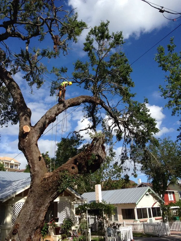 Top-rated residential landscaping experts serving Palm Bay, FL - Jenkins Tree Service