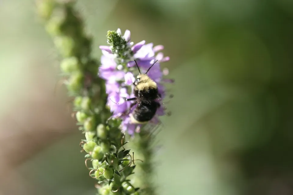 Professional lawn mowing service in Livermore, CA - Jennifer Kate Landscapes