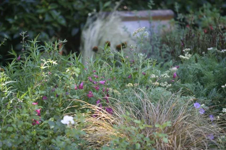 Expert yard cleanup service near you across Livermore, CA - Jennifer Kate Landscapes