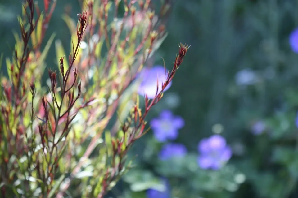 Reliable residential landscaping in Livermore, CA by Jennifer Kate Landscapes