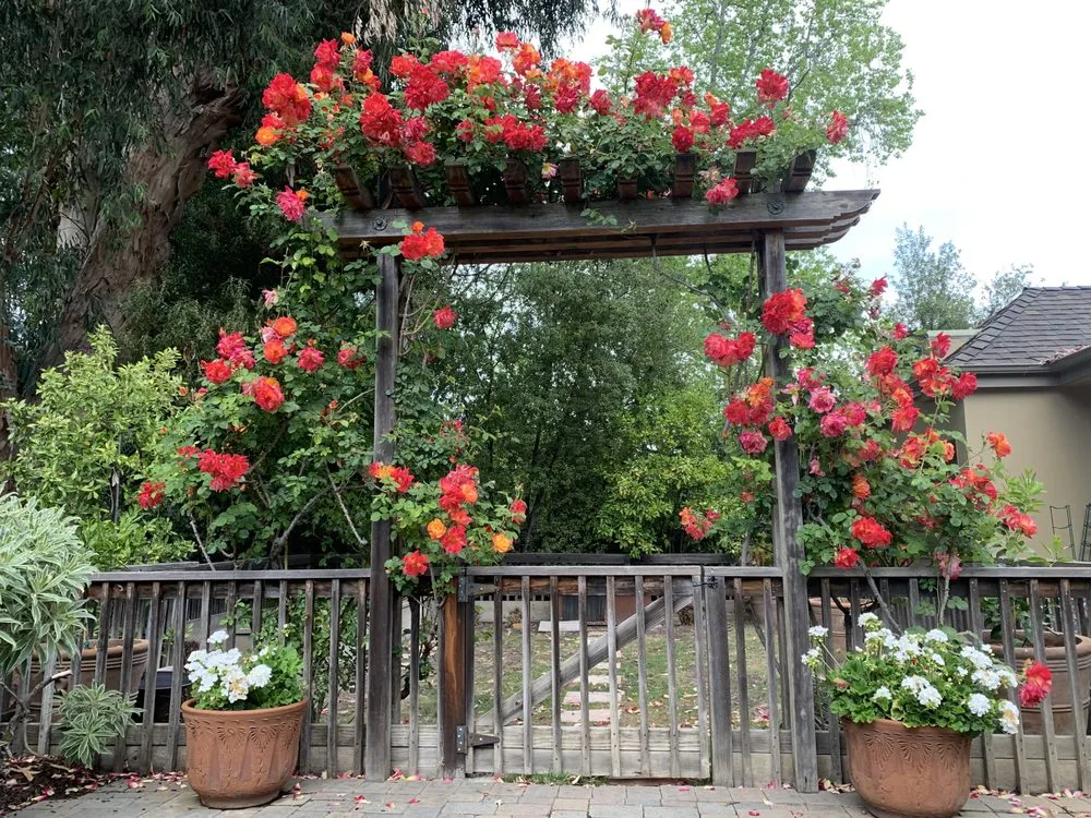 Reliable lawn care service for homes across San Carlos, CA - Jenn's Gardening