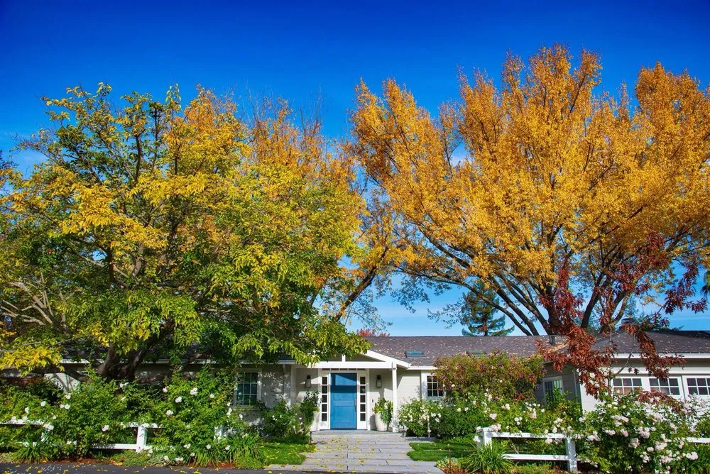 Professional yard maintenance experts serving San Carlos, CA - Jenn's Gardening