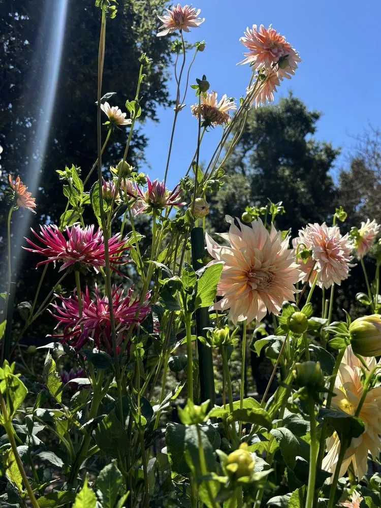 Trusted lawn care service for residential properties across San Carlos, CA - Jenn's Gardening