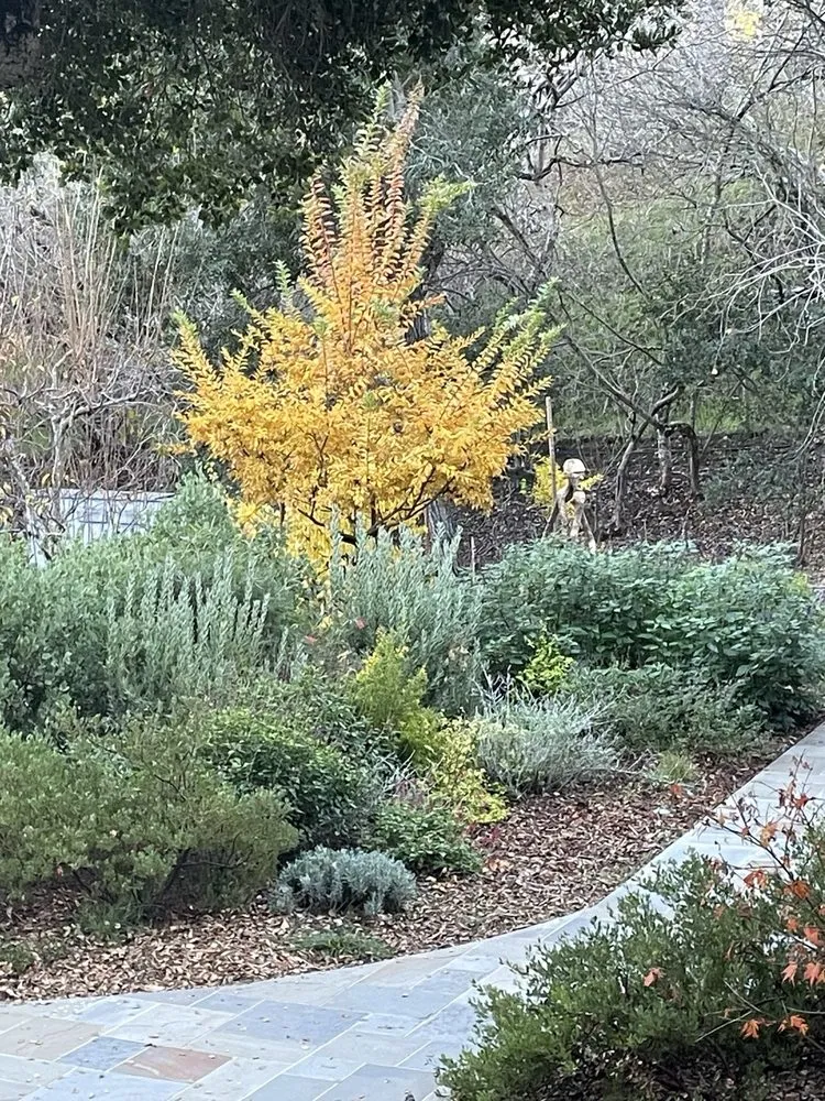 Expert yard maintenance in San Carlos, CA - Jenn's Gardening