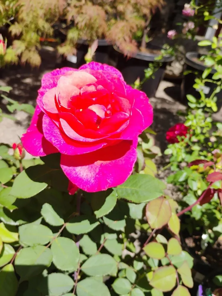 Affordable yard cleanup service for beautiful yards in Manor, TX by Jenny's Beauty garden