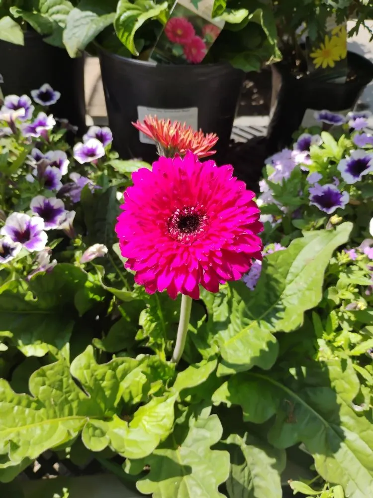 Reliable landscape installation with custom design in Manor, TX by Jenny's Beauty garden