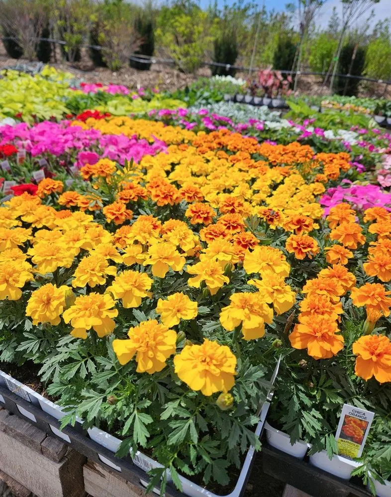 Expert landscape installation in Springfield, NE - Jensen Gardens