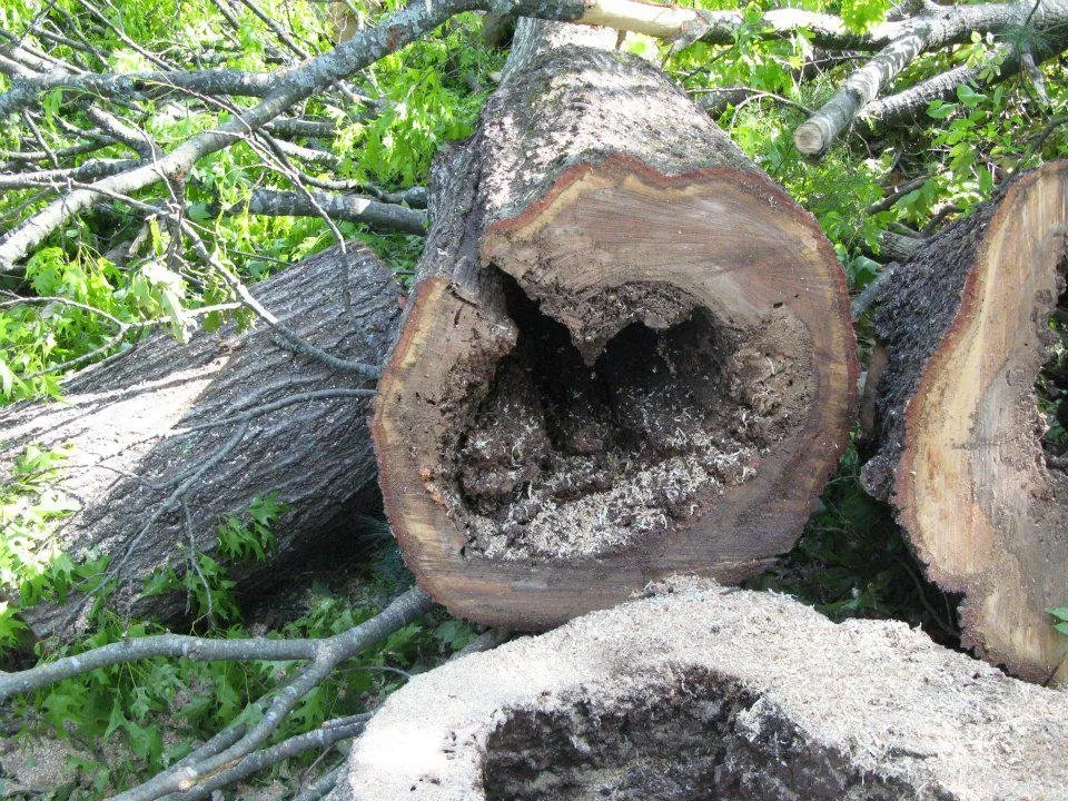 Local lawn care service in Connelly Springs, NC - Jensen Lawn & Landscaping and Tree Service