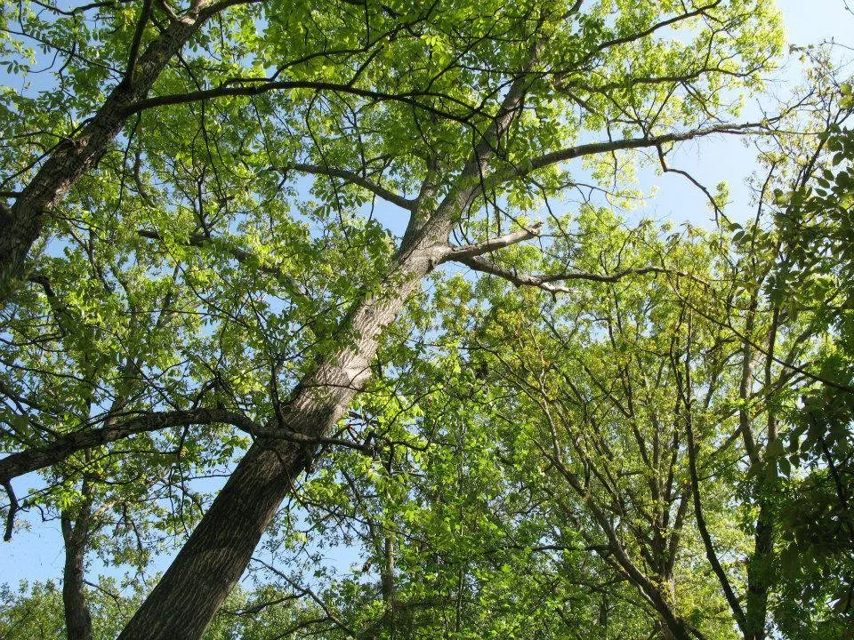 Top-rated landscaping services for year-round maintenance in Connelly Springs, NC by Jensen Lawn & Landscaping and Tree Service