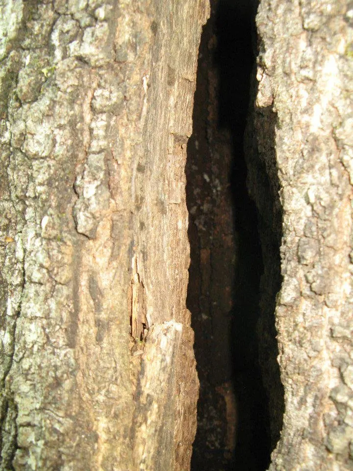 Custom yard cleanup service in Connelly Springs, NC by Jensen Lawn & Landscaping and Tree Service