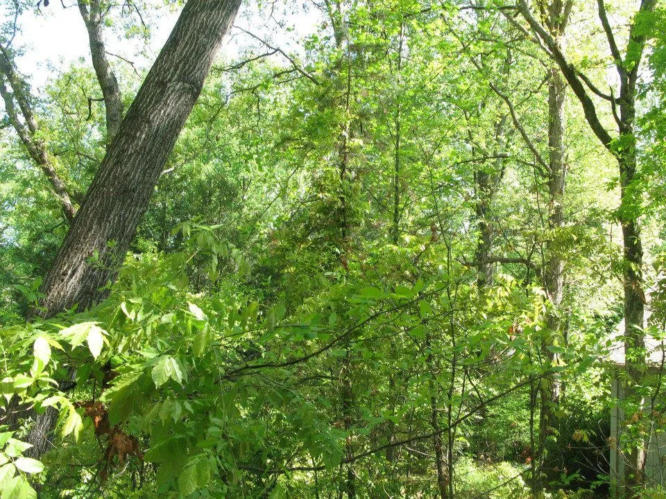 Trusted lawn mowing service experts serving Connelly Springs, NC - Jensen Lawn & Landscaping and Tree Service