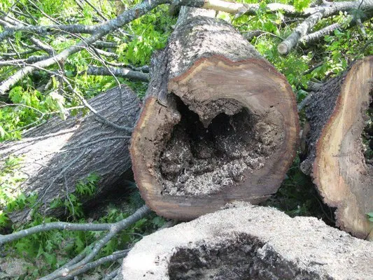 Jensen Lawn & Landscaping and Tree Service