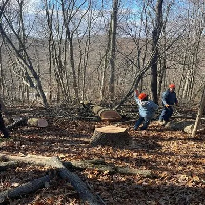 Jeovany's Tree Service Logo