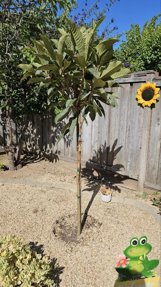 Trusted yard maintenance experts serving Salinas, CA - Jera's Gardening