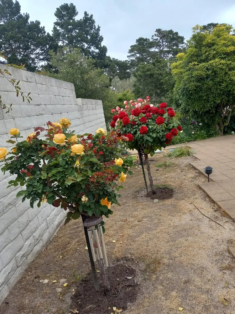 Professional residential landscaping for year-round maintenance in Salinas, CA by Jera's Gardening