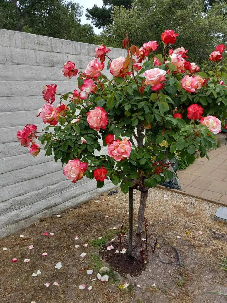 Top-rated lawn mowing service in Salinas, CA by Jera's Gardening