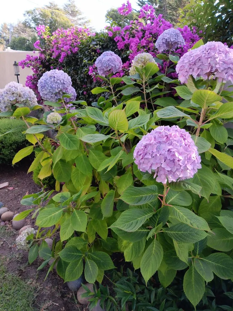 Professional garden landscaping in Salinas, CA - Jera's Gardening