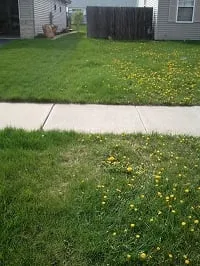 Professional lawn mowing service in Plainfield, IL by Jeremy Biros - That Weed Guy