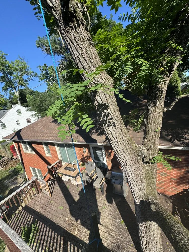 Top-rated yard cleanup service in Shelbyville, KY - Jeremy Tree Service & Landscaping