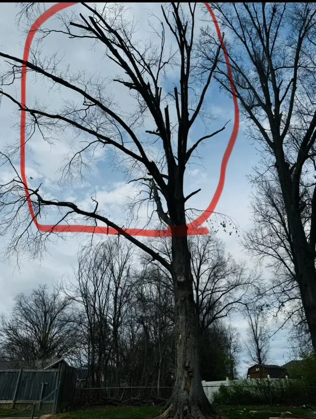 Expert landscaping services in Shelbyville, KY - Jeremy Tree Service & Landscaping