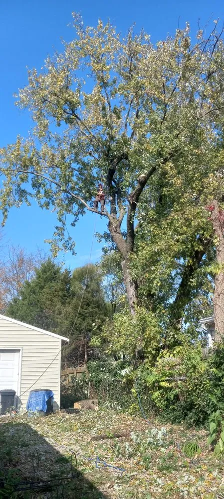 Local yard cleanup service in Shelbyville, KY by Jeremy Tree Service & Landscaping