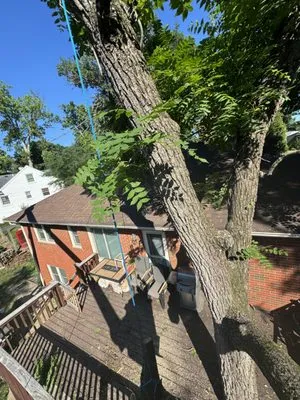 Jeremy Tree Service & Landscaping