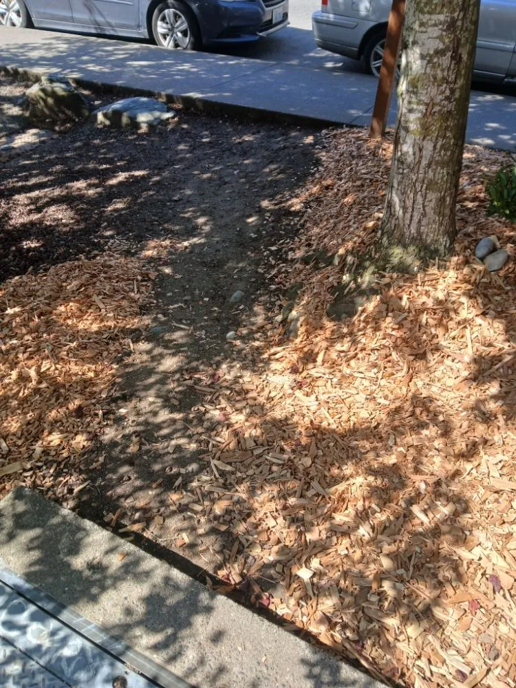 Reliable yard maintenance experts serving Bellingham, WA - Jeremys Landscaping Services