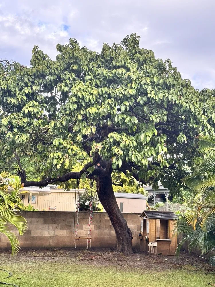Local residential landscaping experts serving Kailua, HI - Jeremys Maintenance