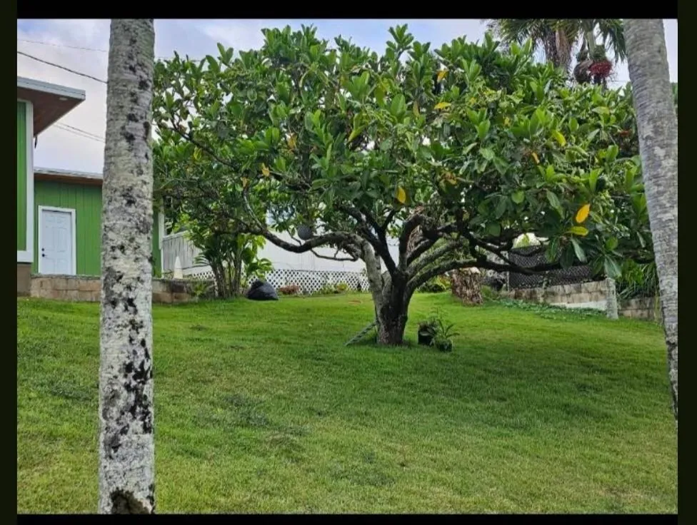 Reliable yard maintenance experts serving Kailua, HI - Jeremys Maintenance