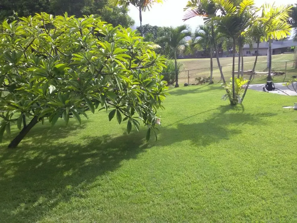 Local lawn mowing service experts serving Kailua, HI - Jeremys Maintenance