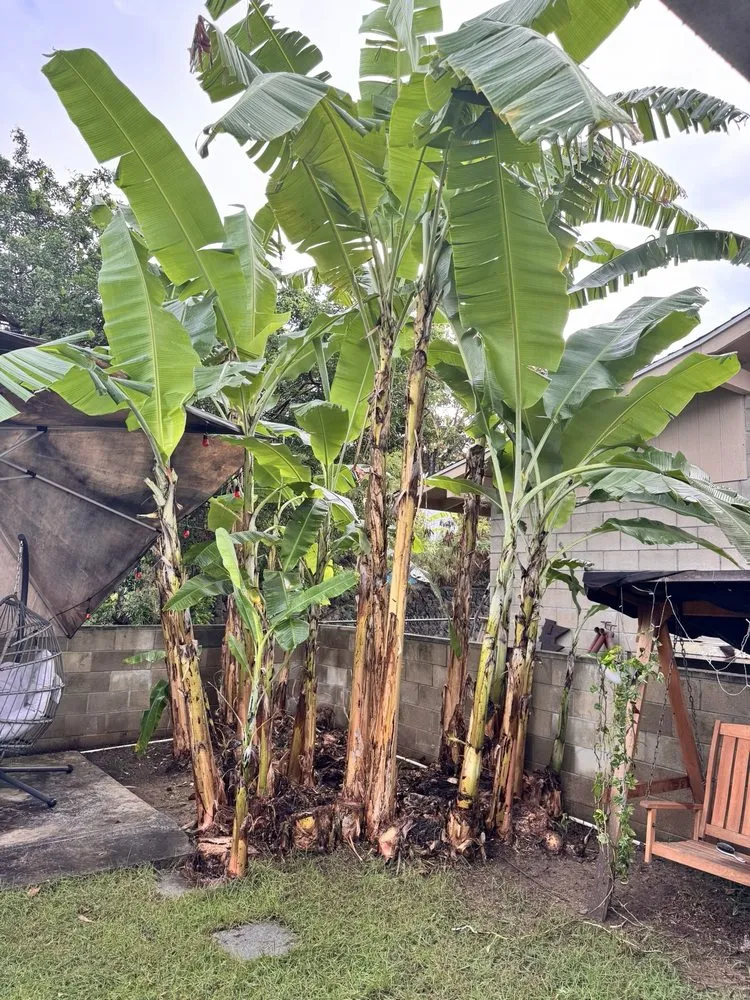 Custom garden landscaping in Kailua, HI by Jeremys Maintenance