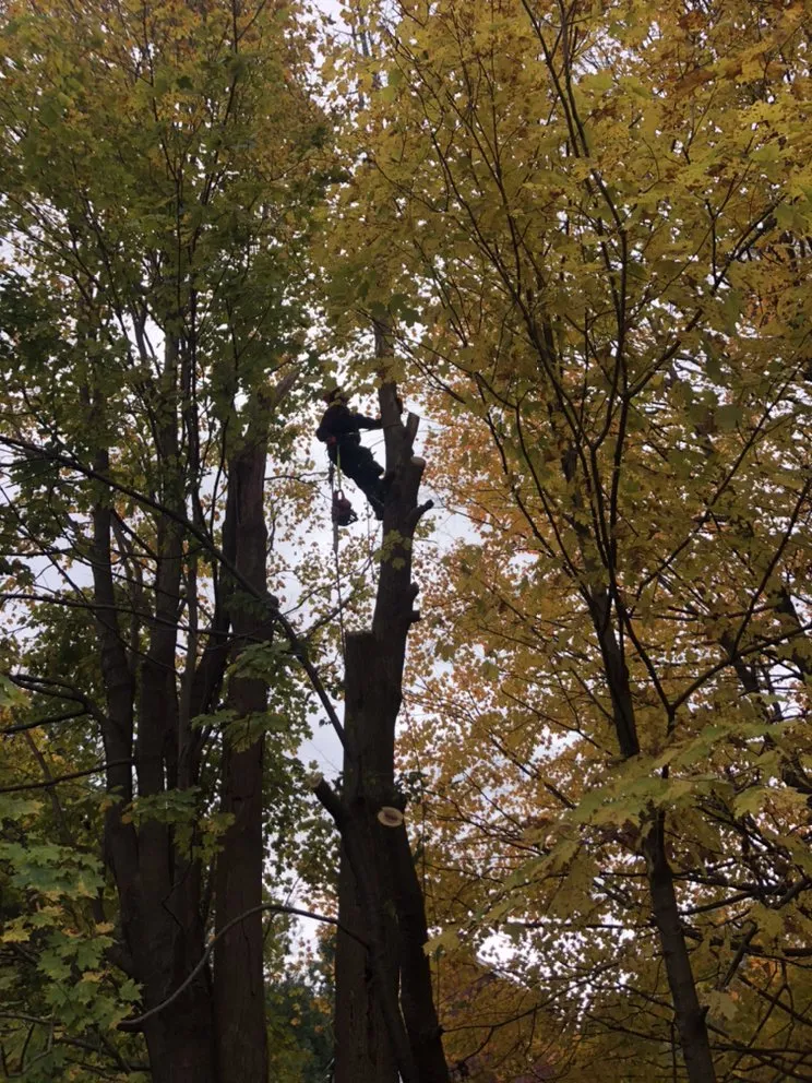 Top-rated lawn care service for year-round maintenance in Sheffield, MA by Jeremys Tree And Lawn Service