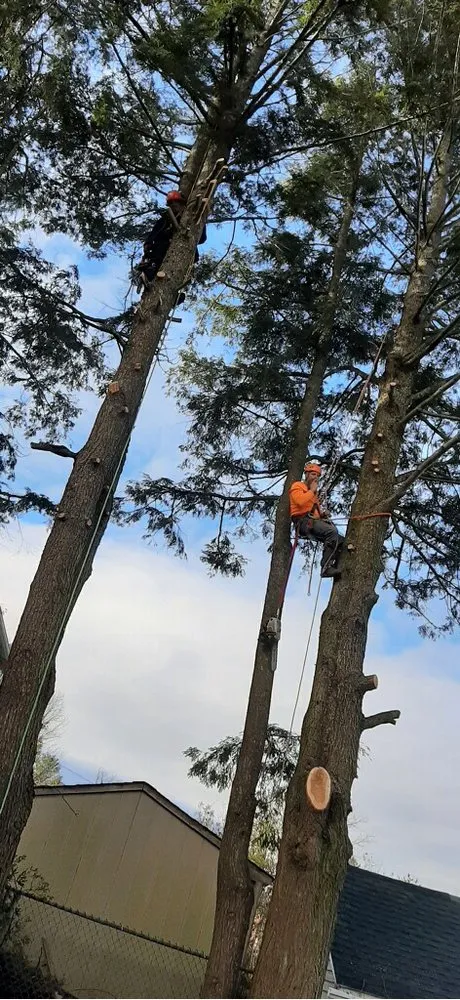 Trusted outdoor landscaping in Sheffield, MA by Jeremys Tree And Lawn Service